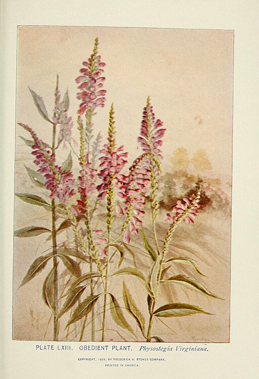 Physostegia virginiana - Obedient Plant