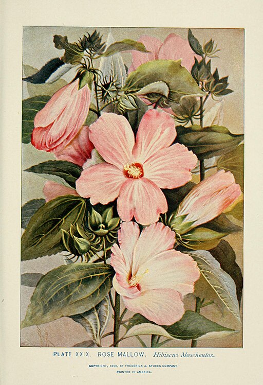 Hibiscus moscheutos - Swamp Rose-Mallow