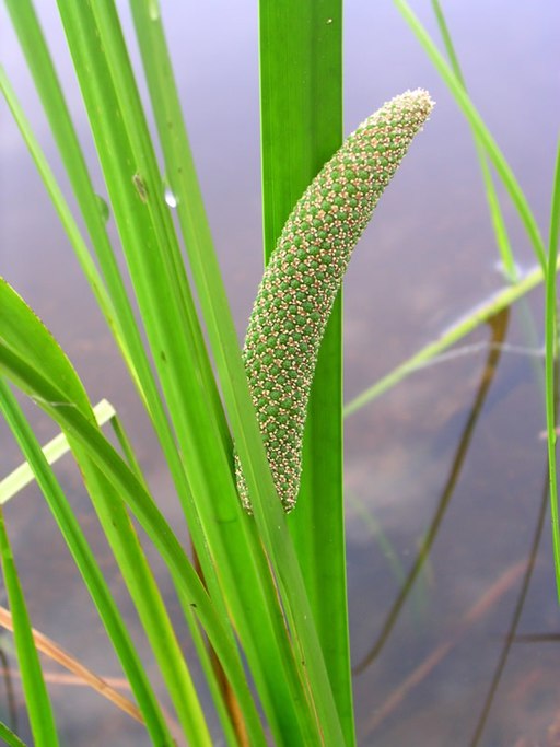 Acorus americanus - Sweet Flag