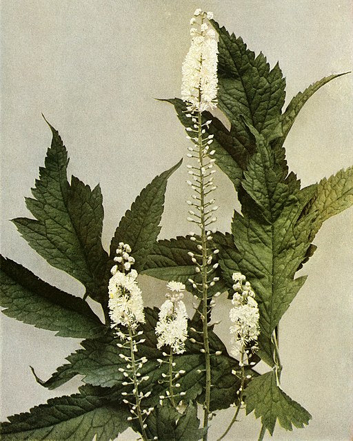 Actaea racemosa