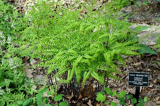 Adiantum pedatum - Maidenhair Fern