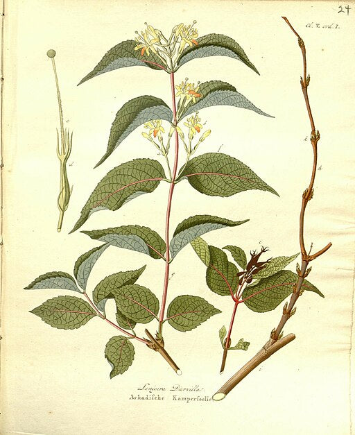 Diervilla lonicera