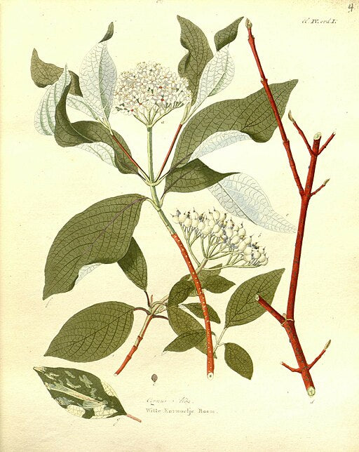 Swida sericea var. sericea - Red-osier Dogwood