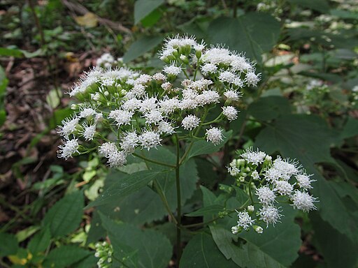 Ageratina altissima