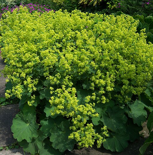 Alchemilla mollis - Lady's Mantle