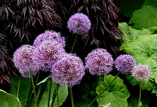 Allium 'Globemaster'