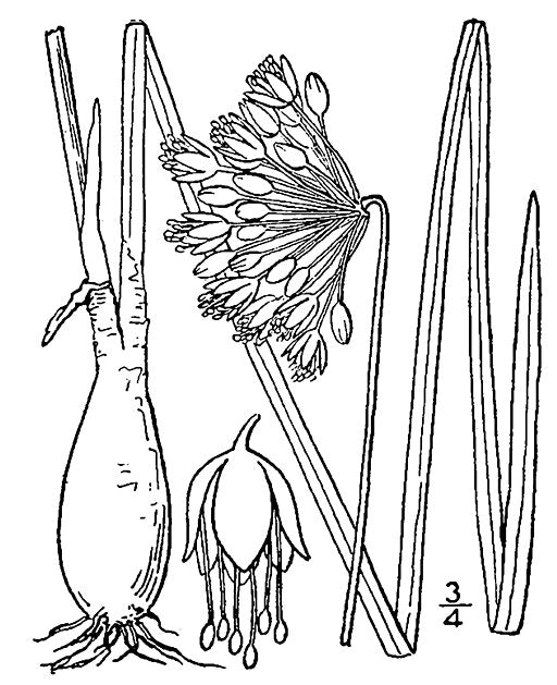 Allium cernuum - Nodding Onion
