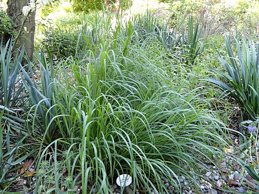 Andropogon gerardii