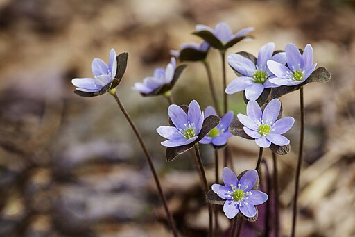 Anemone americana - Blunt-lobed Hepatica