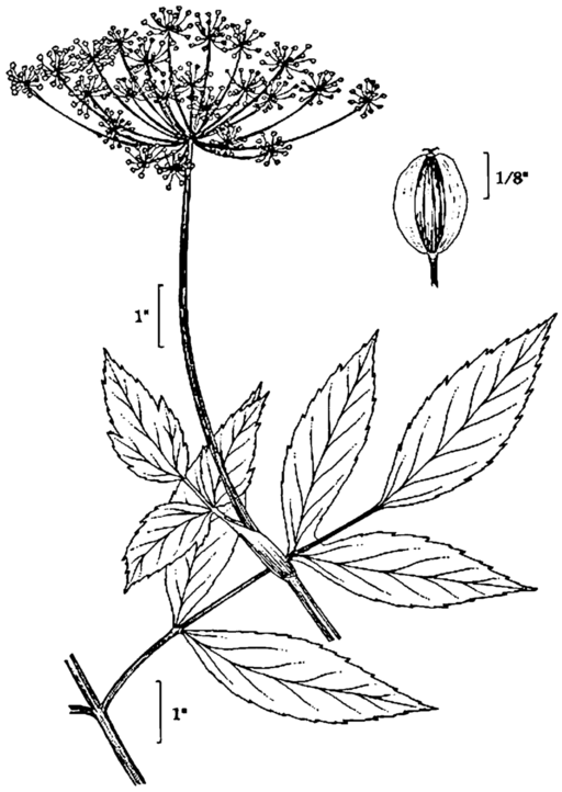 Angelica atropurpurea