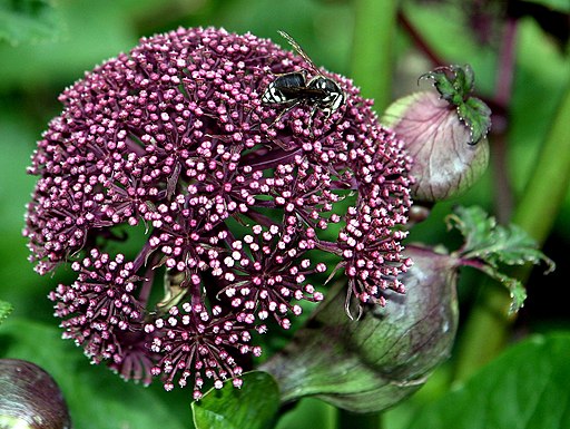 Angelica gigas