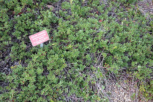 Arctostaphylos uva-ursi