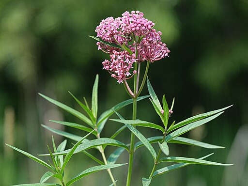 Asclepias incarnata