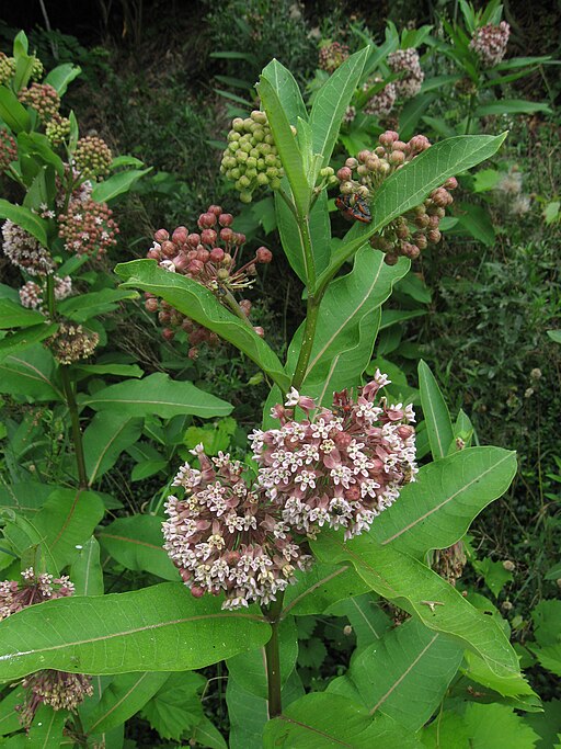 Asclepias syriaca - Common Milkweed