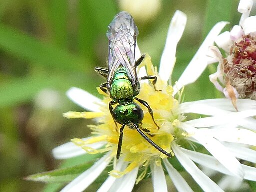 Symphyotrichum pilosum var. pilosum - Awl American Aster