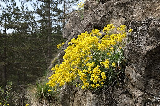 Aurinia saxitalis
