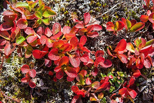 Arctostaphylos uva-ursi