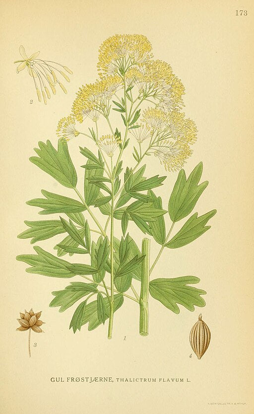 Thalictrum flavum ssp. glaucum
