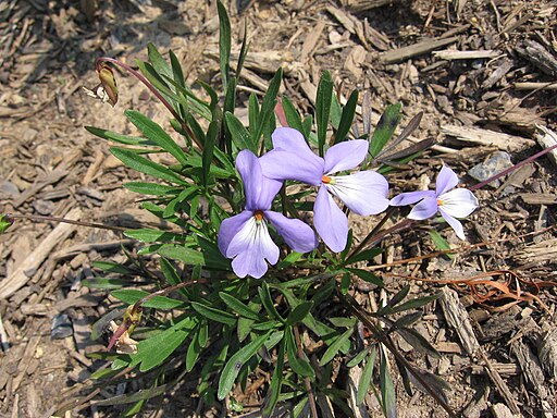 Viola pedata