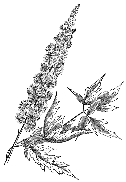 Actaea racemosa