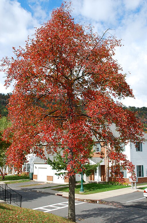Nyssa sylvatica