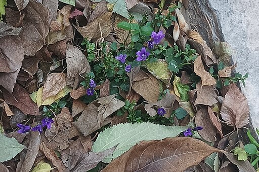 Campanula x 'Birch Hybrid'