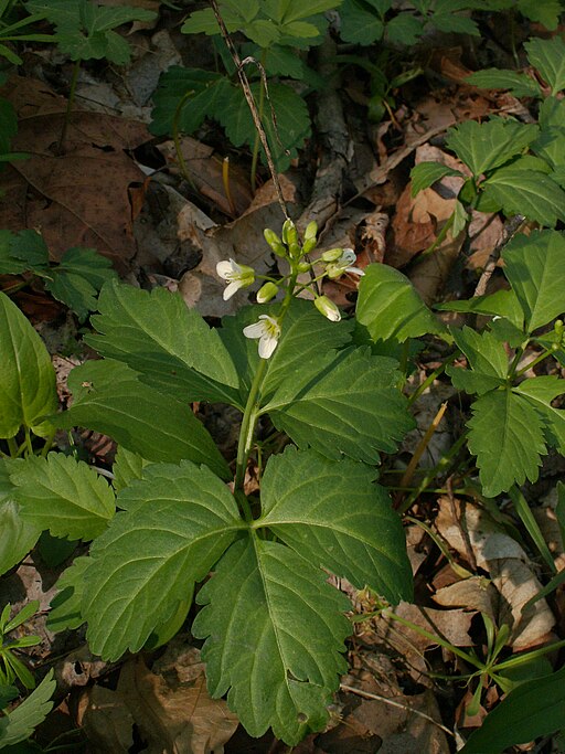 Cardamine diphylla - Two-leaved Toothwort