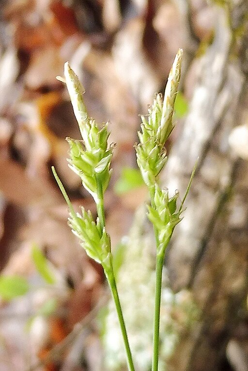 Carex albicans