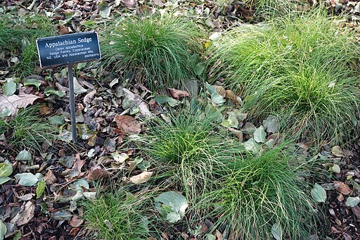 Carex appalachica