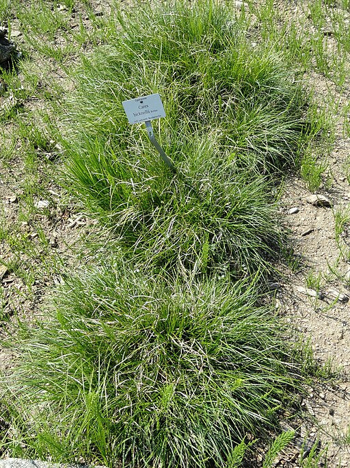 Carex bicknellii - Bicknell's Sedge