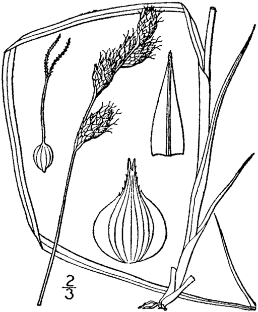 Carex bicknellii - Bicknell's Sedge