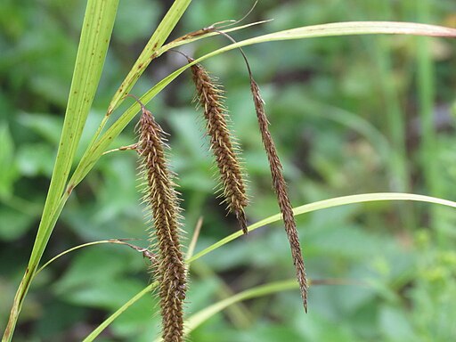 Carex crinita var. crinita - Fringed Sedge