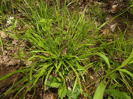 Carex laxiculmis