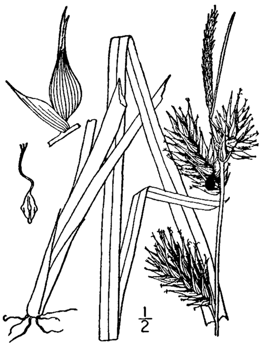 Carex lupulina - Common Hop Sedge