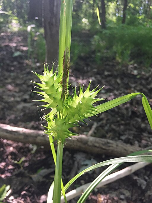 Carex lupulina - Common Hop Sedge