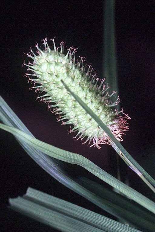 Carex typhina - Common Cattail Sedge