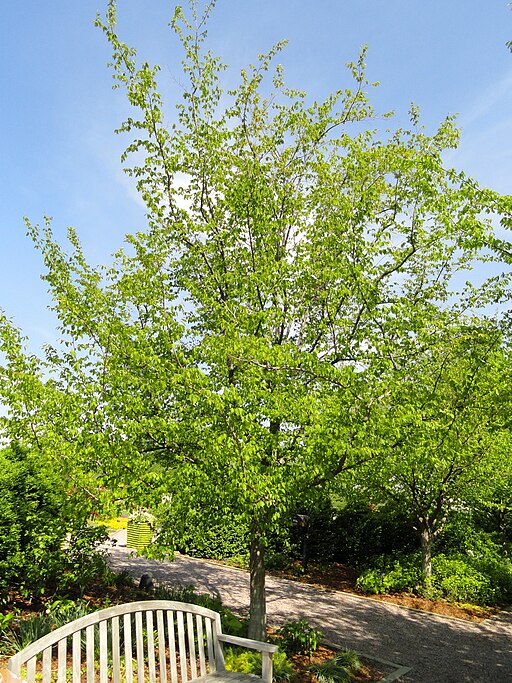 Carpinus caroliniana - American Hornbeam