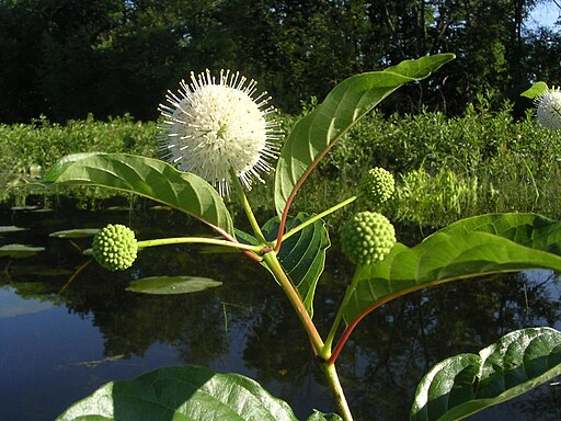 Cephalanthus occidentalis