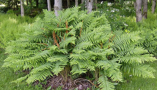 Osmundastrum cinnamomeum