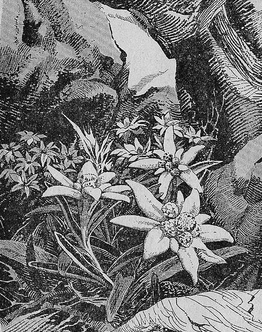 Leontopodium alpinum - Edelweiss