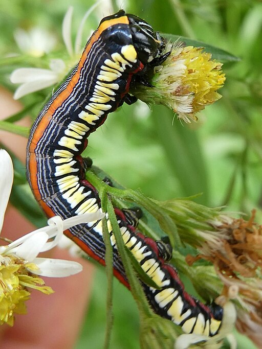 Symphyotrichum pilosum var. pilosum - Awl American Aster