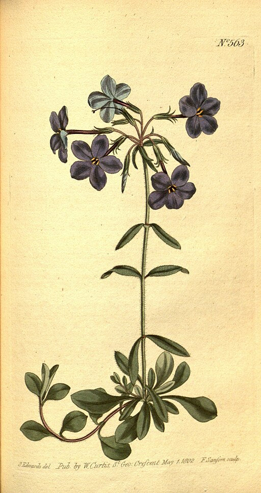 Phlox stolonoifera 'Sherwood Purple' -