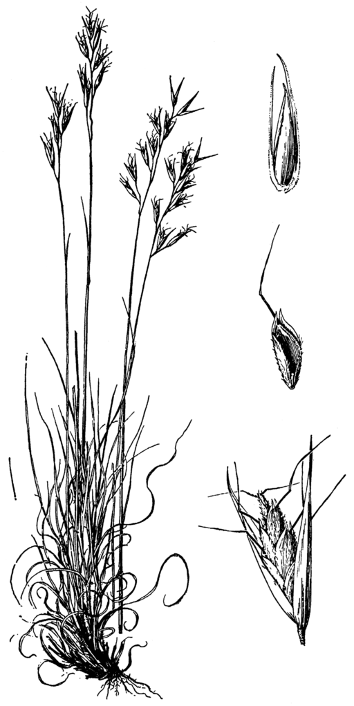 Danthonia spicata