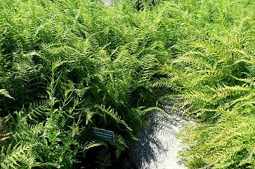 Dennstaedtia punctiloba
