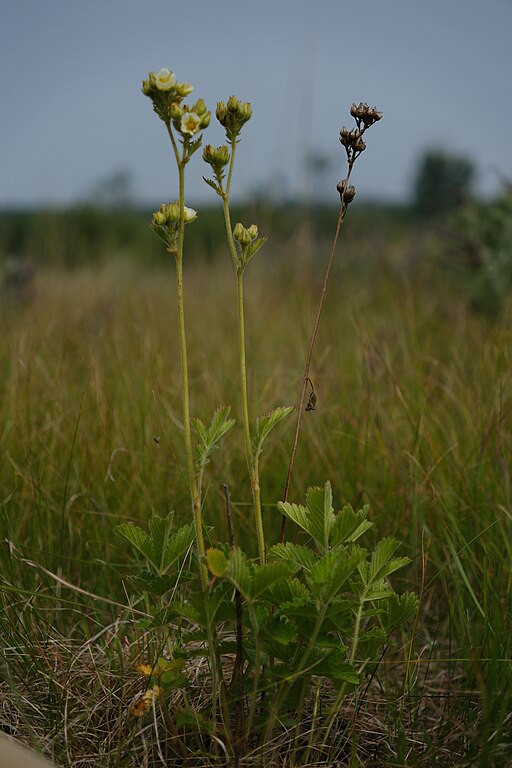 Drymocallis arguta - Tall Wood Beauty