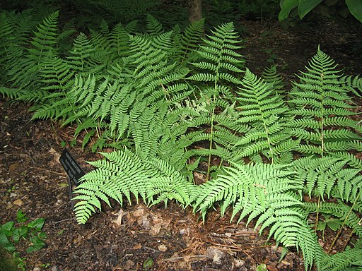 Dryopteris marginalis