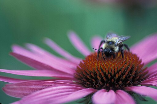 Echinacea purpurea 'Ruby Star'