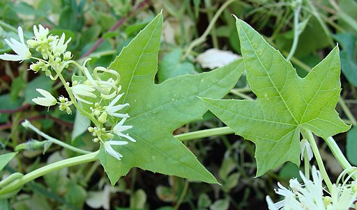 Echinocystis lobata