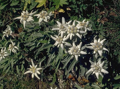 Leontopodium alpinum