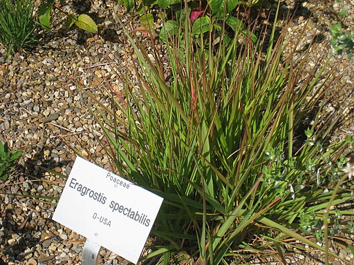 Eragrostis spectabilis